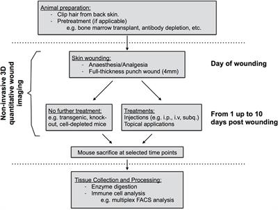 Quantitative Methods for Measuring Repair Rates and Innate-Immune Cell Responses in Wounded Mouse Skin